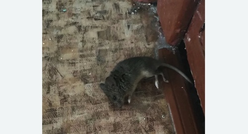 Дезинфекция от мышей в Шеметово