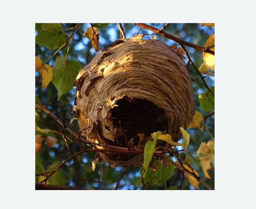 Обработка от шершней в Шеметово