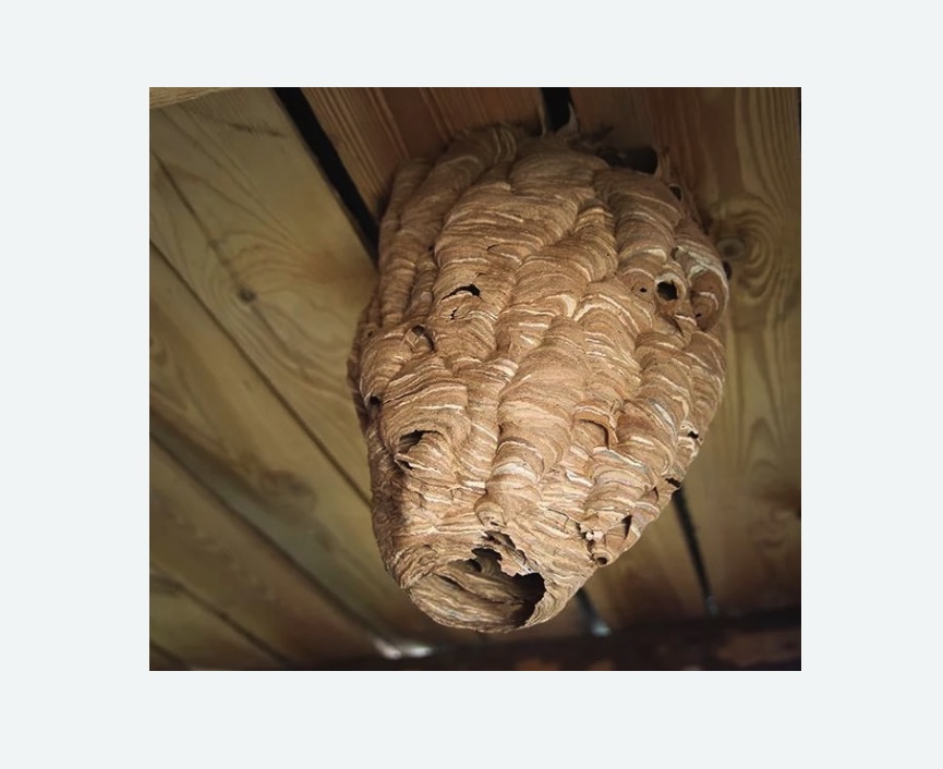 обработка от шершней в Шеметово