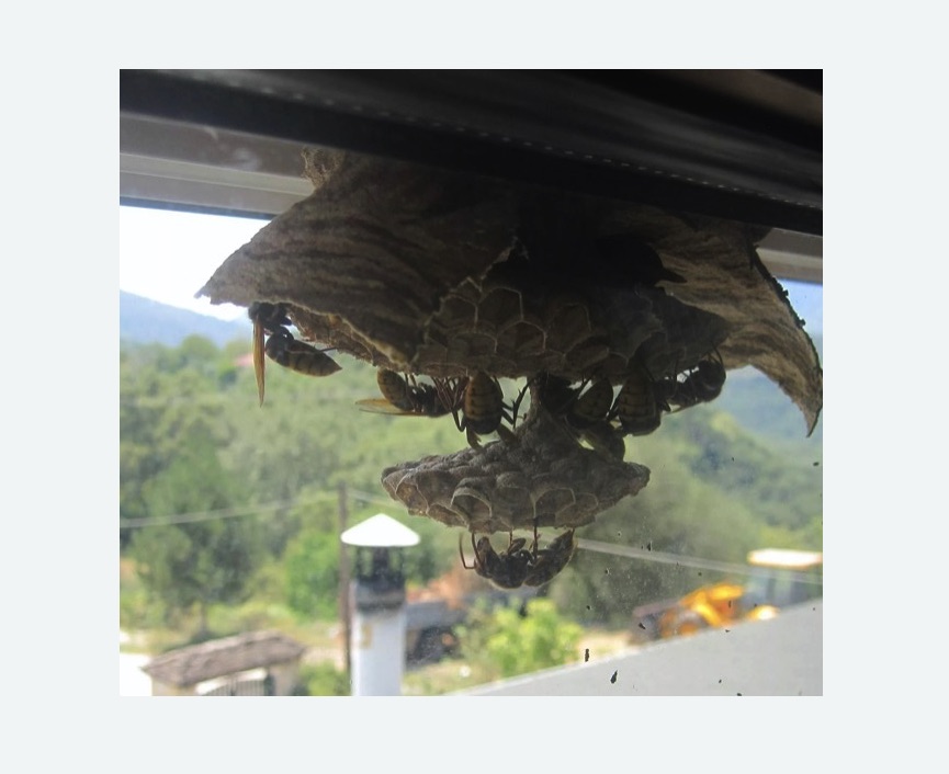 Уничтожение гнёзд шершней в Шеметово