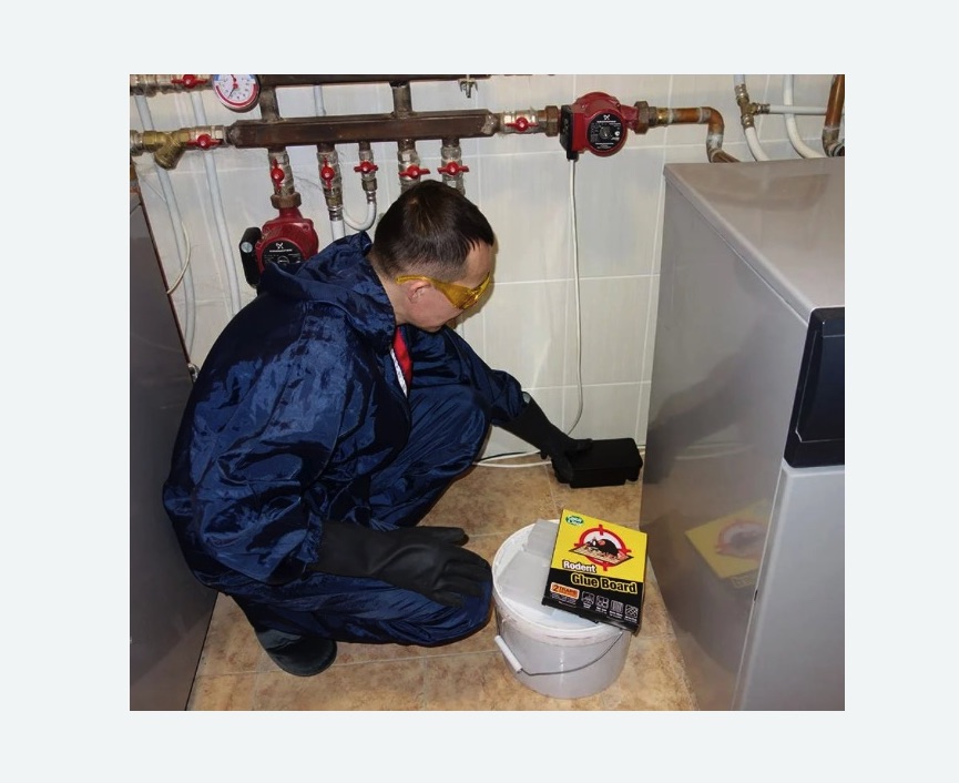 Уничтожение крыс в Шеметово