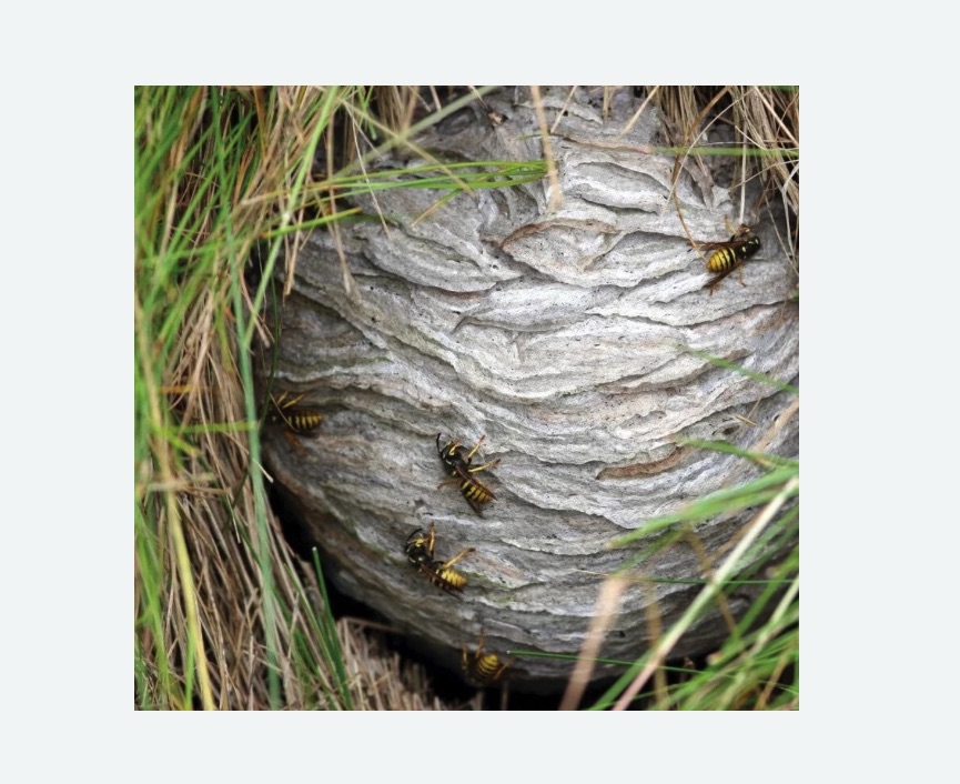 Уничтожение ос и ульев в Шеметово